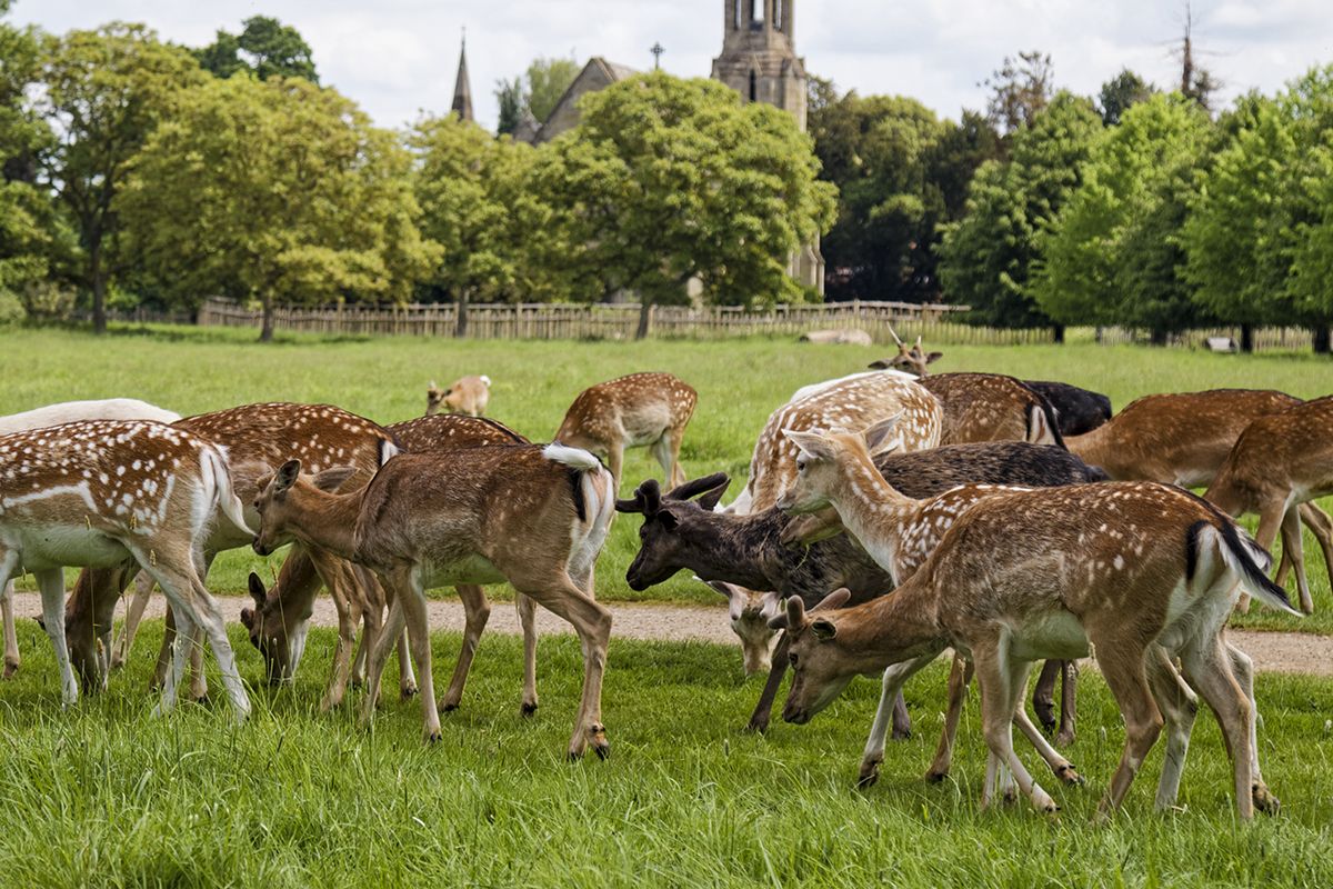 Deer Shifting Your Inventory