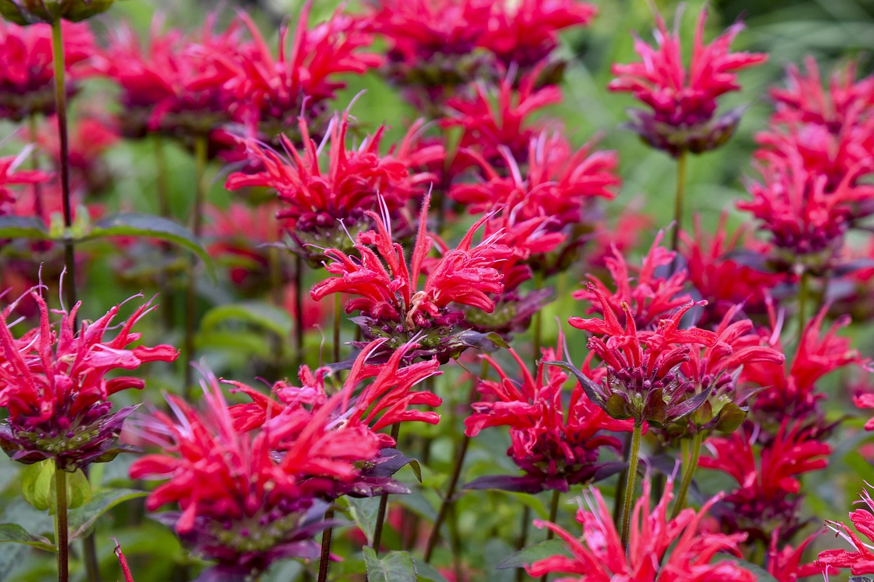 Making Coin with Monarda