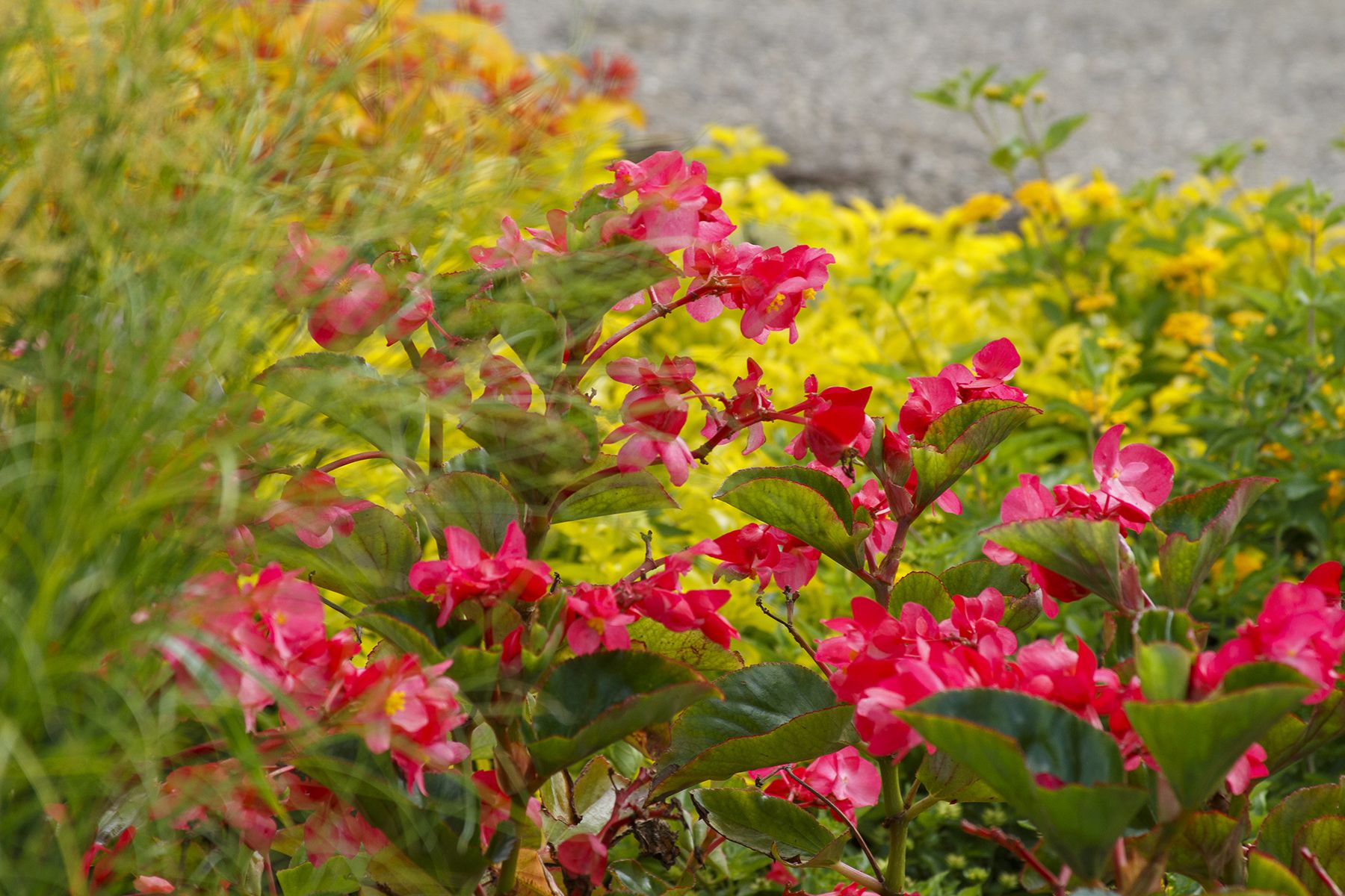 Designing with Wax Begonias